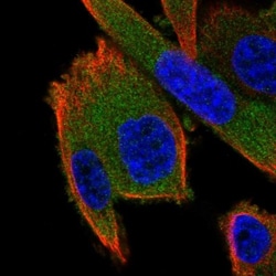 GSPT2 Antibody, Novus Biologicals 0.1mL; Unlabeled:Antibodies, Polyclonal